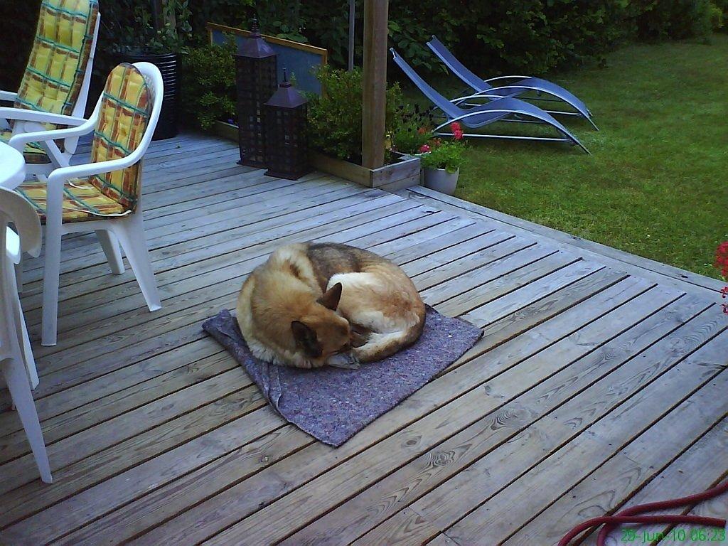 Schæferhund Rollo billede 6