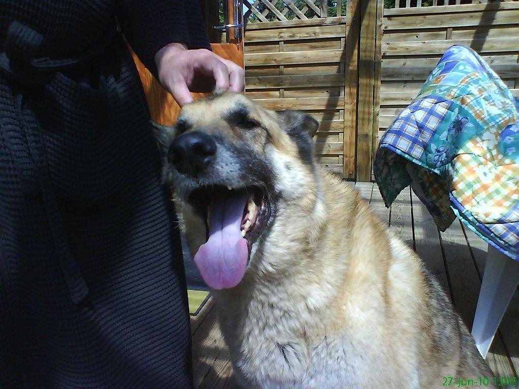 Schæferhund Rollo billede 7