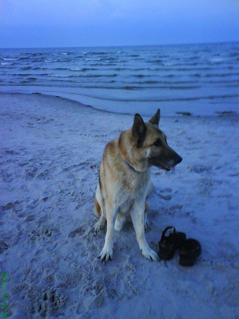 Schæferhund Rollo billede 8