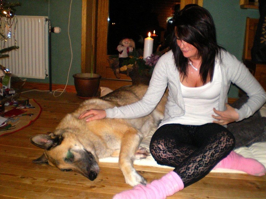 Schæferhund Rollo billede 9