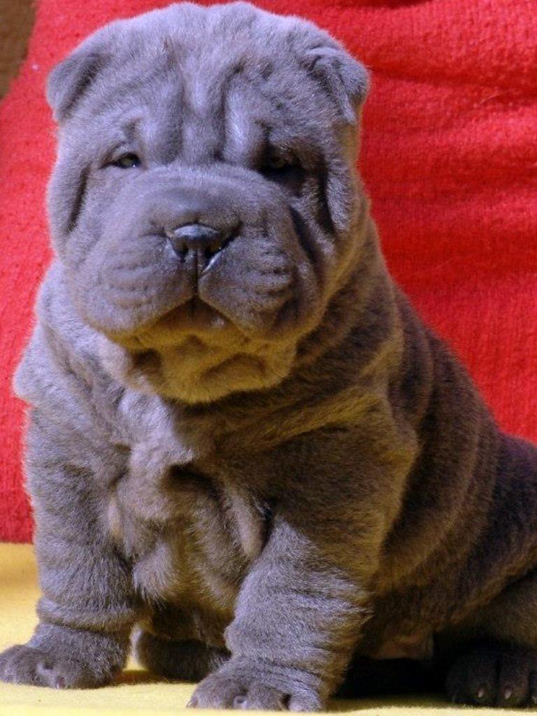 Shar pei Bertram - Bertram 5 uger billede 16