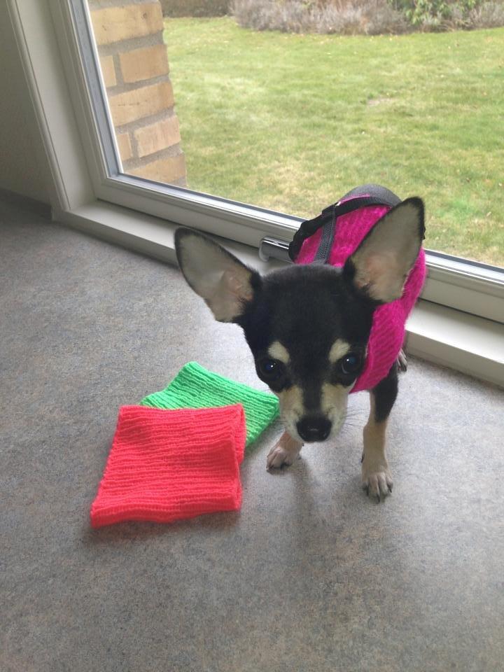 Chihuahua @ Kenai - så blev vinter sweaterne lige prøvet, til de kolde dage! billede 22