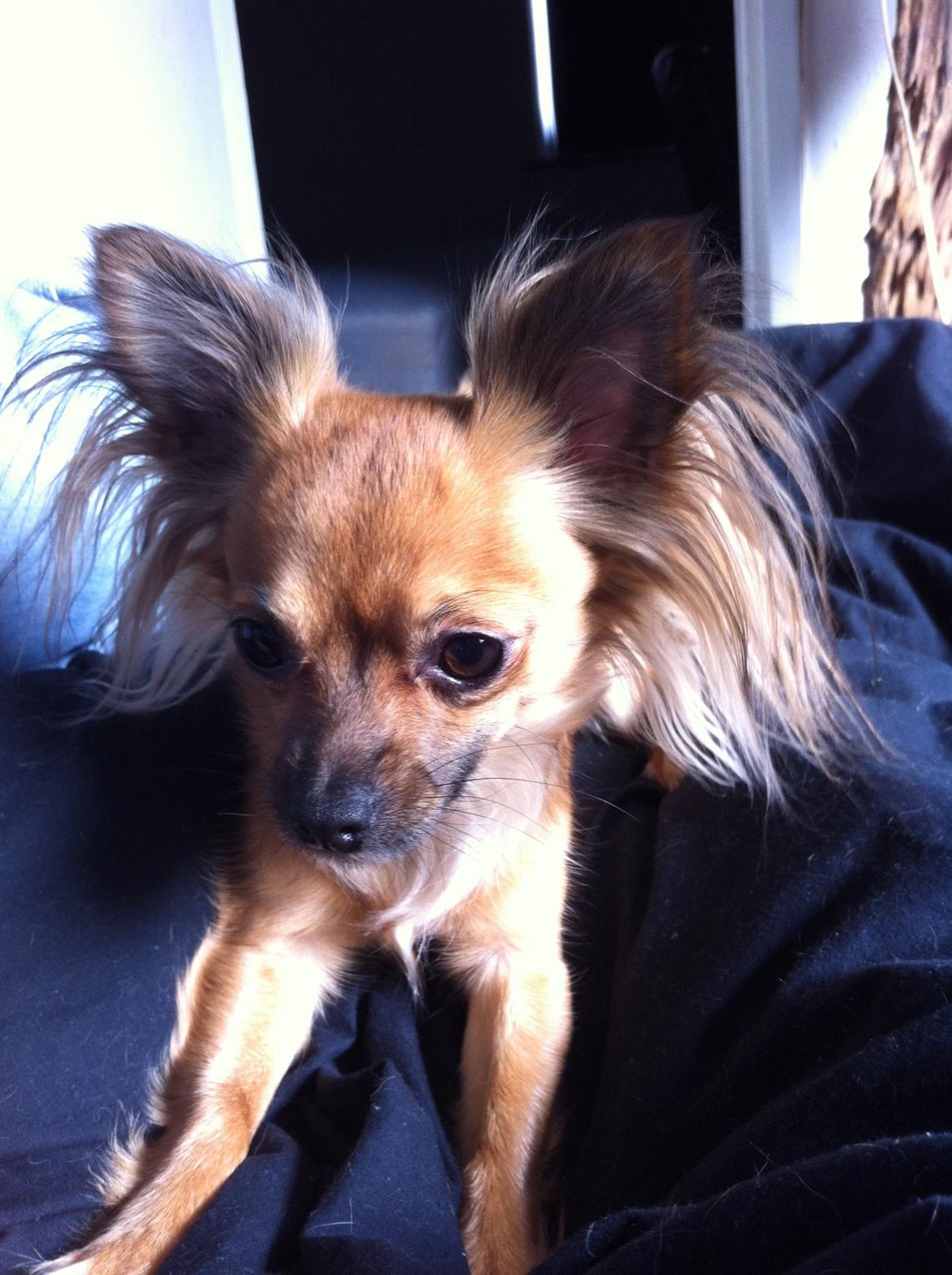 Chihuahua Zita billede 16