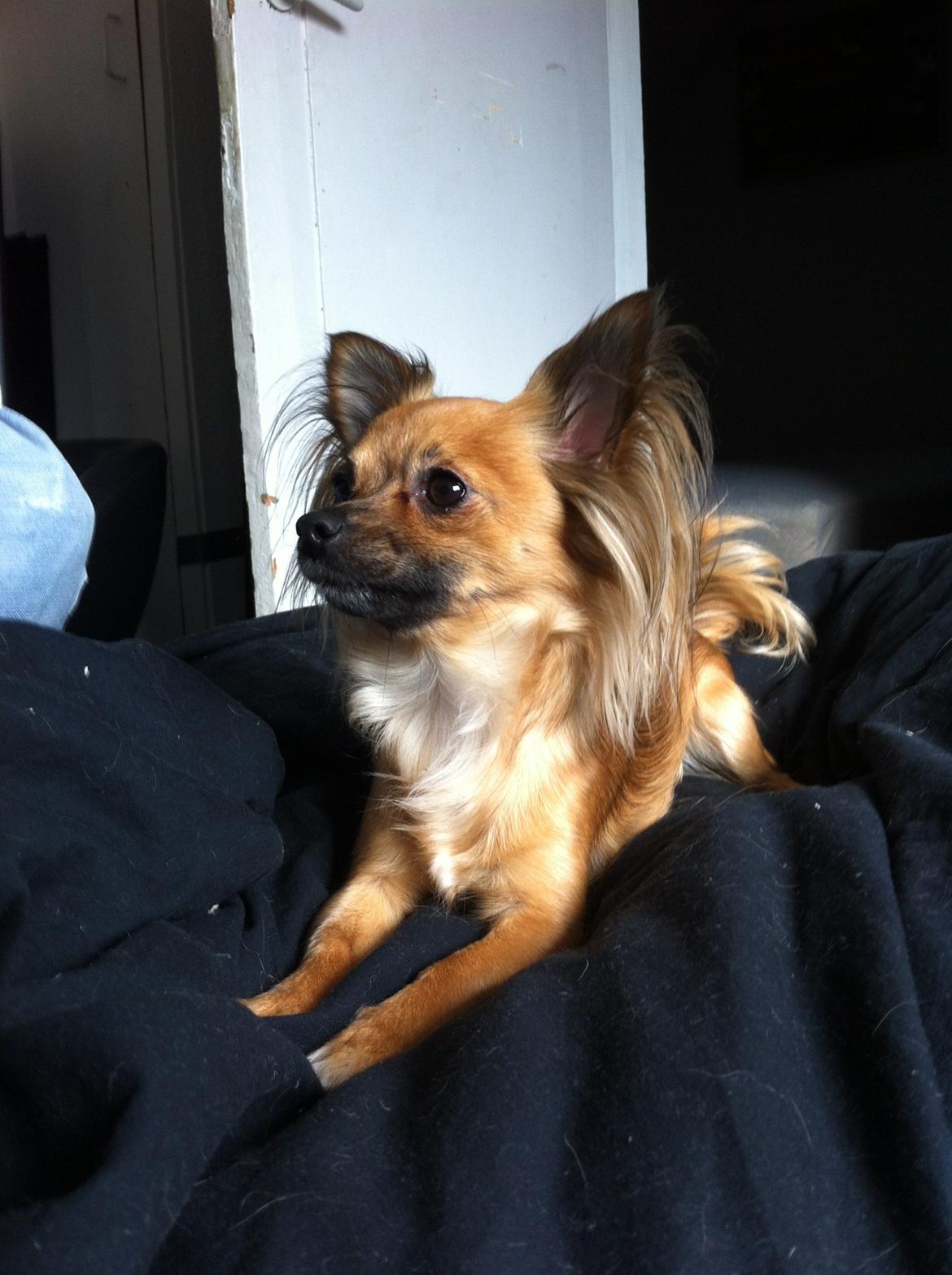 Chihuahua Zita billede 6