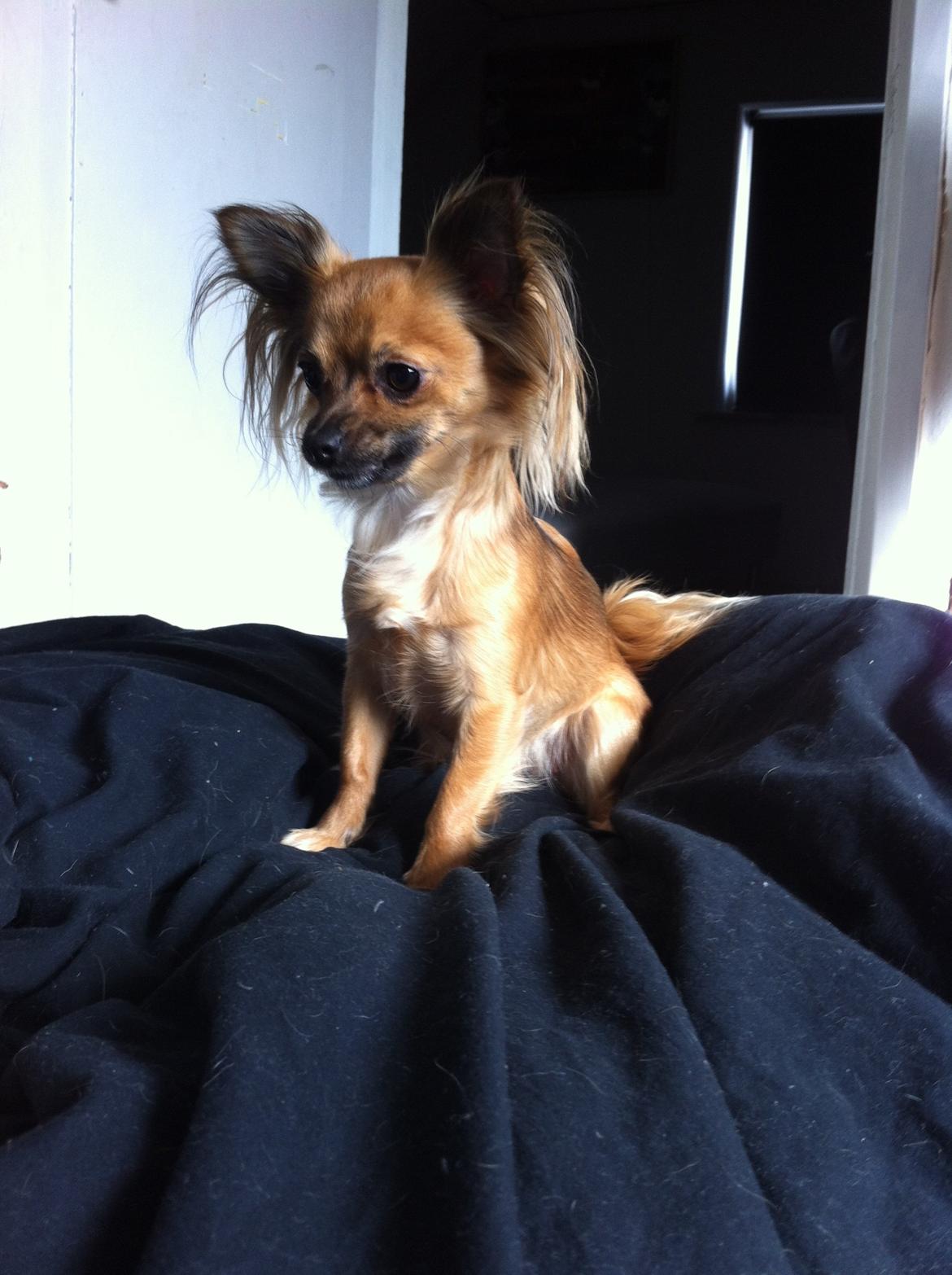 Chihuahua Zita billede 1