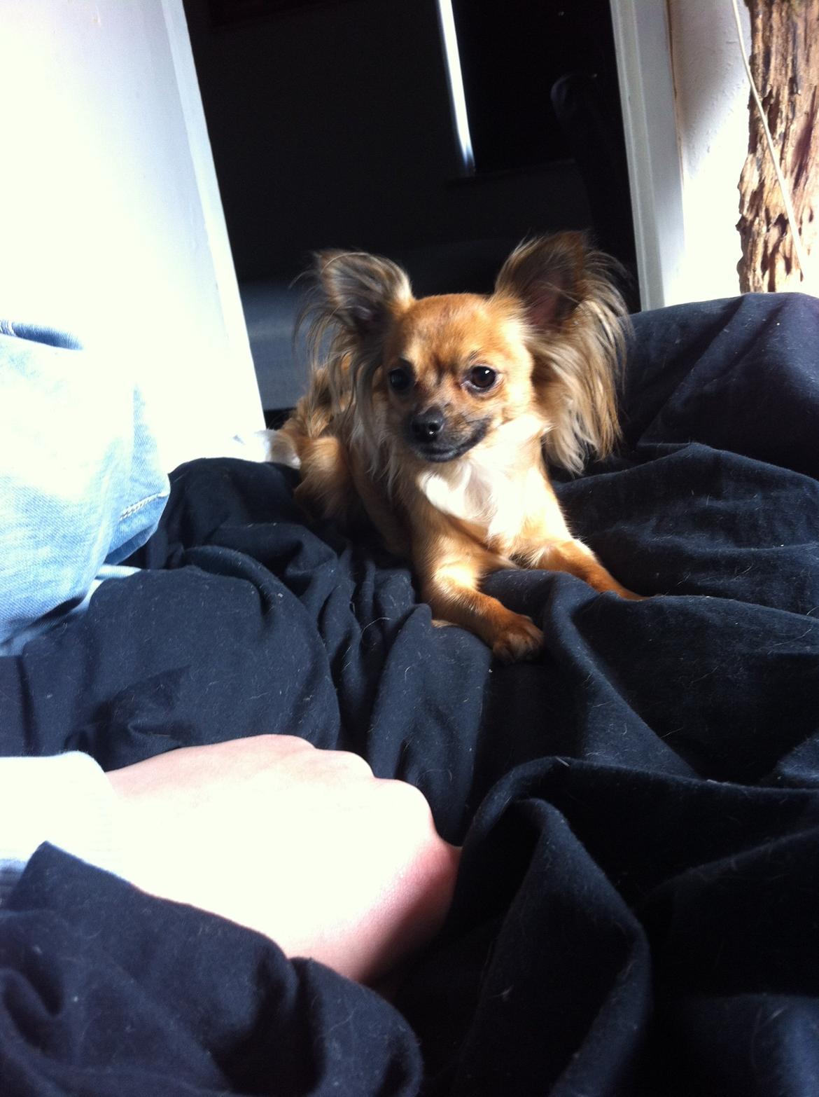 Chihuahua Zita billede 20