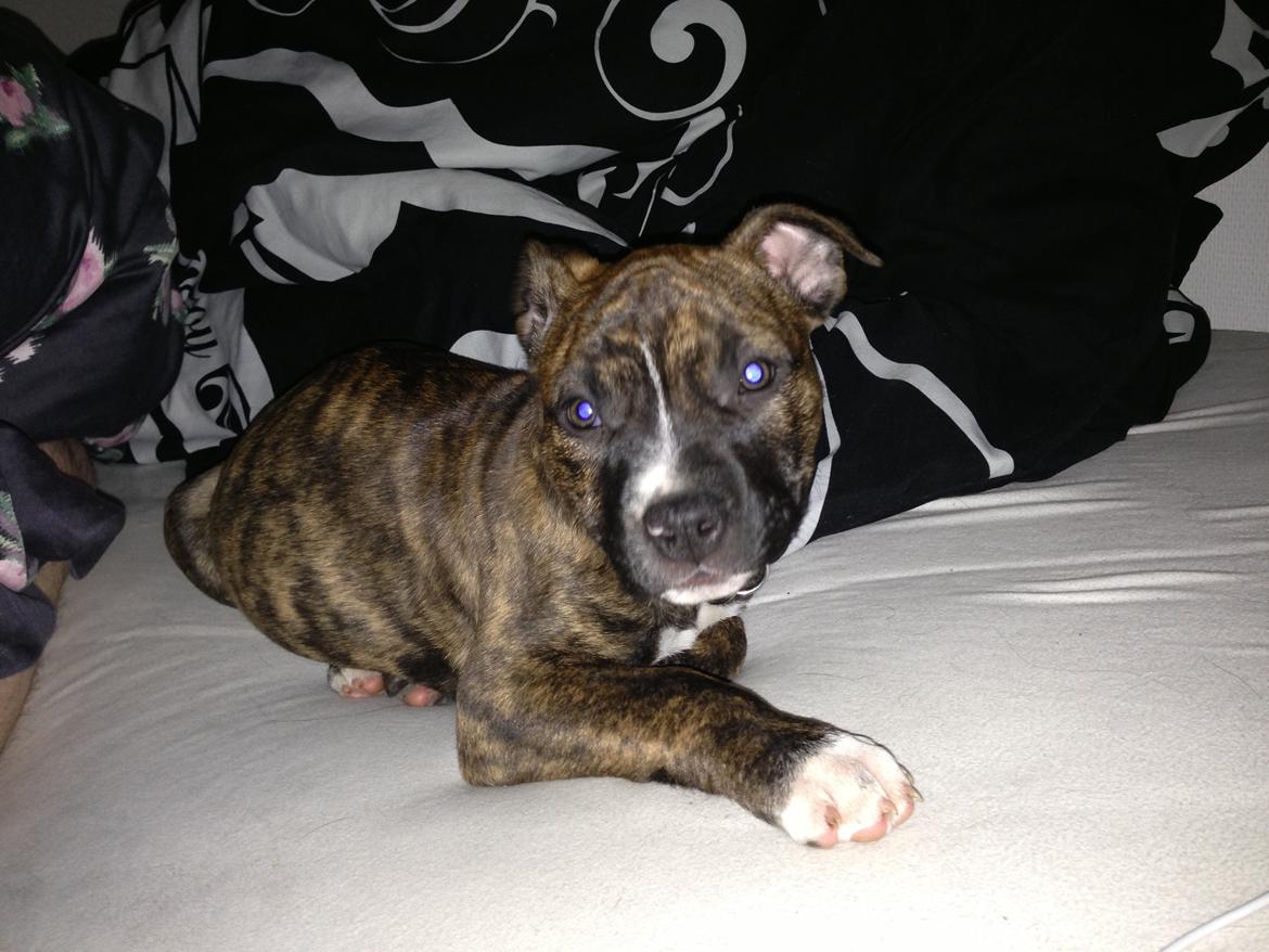 Staffordshire bull terrier tulle billede 5