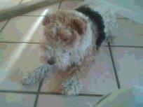 Ruhåret foxterrier <3 Lola <3 - Fang fluen - Legen !;-)<333 billede 2