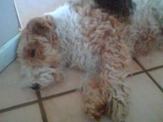 Ruhåret foxterrier <3 Lola <3 - Jeg er træt. Lad være med og tage billleder ! billede 3