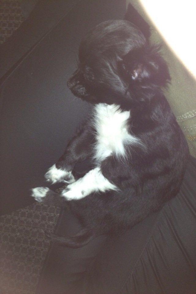 Chihuahua Snookie billede 1