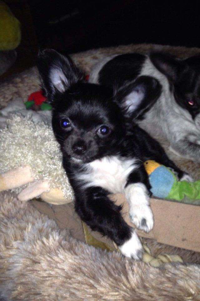 Chihuahua Snookie billede 2