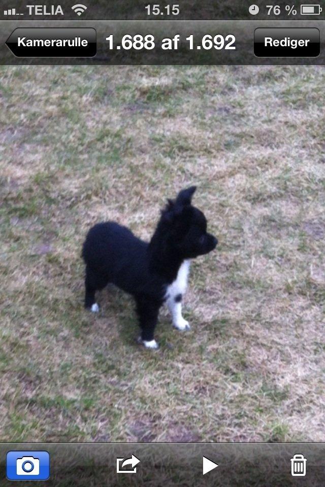 Chihuahua Snookie billede 3