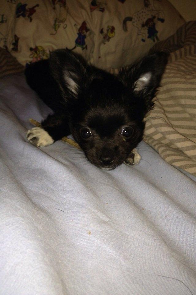 Chihuahua Snookie billede 4