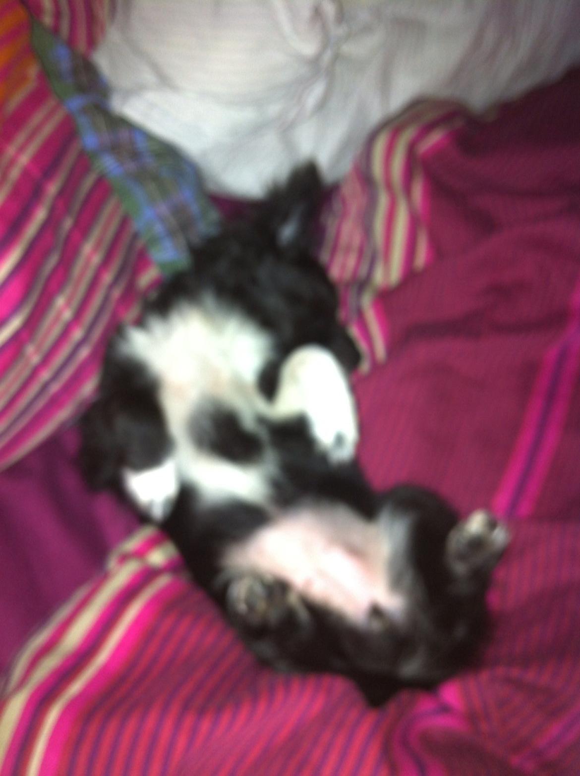 Chihuahua Snookie billede 5