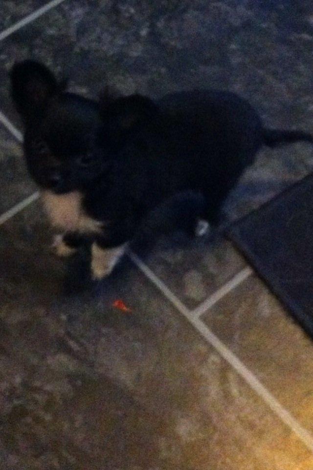 Chihuahua Snookie billede 6