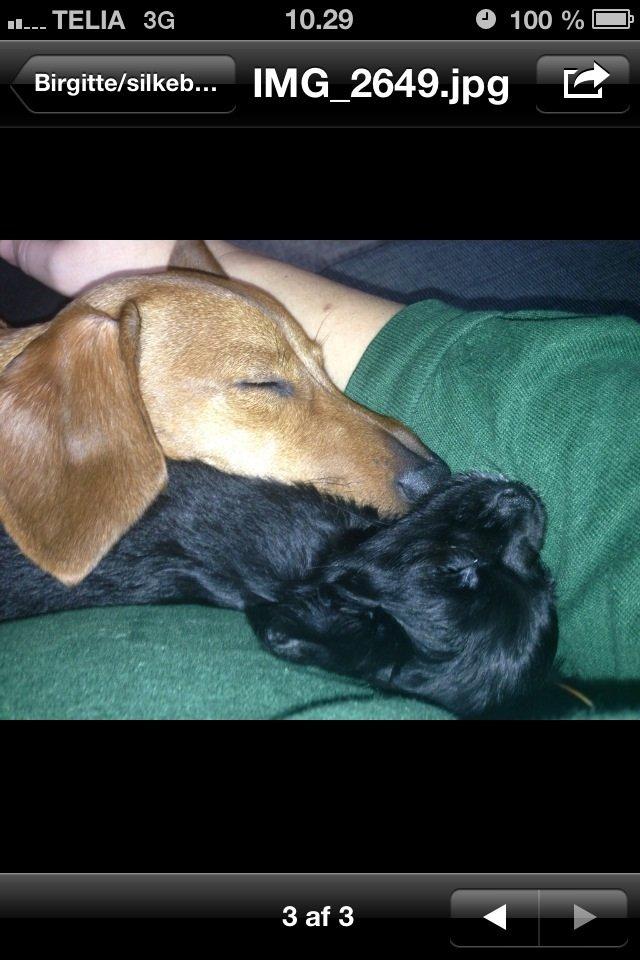 Chihuahua Snookie billede 7