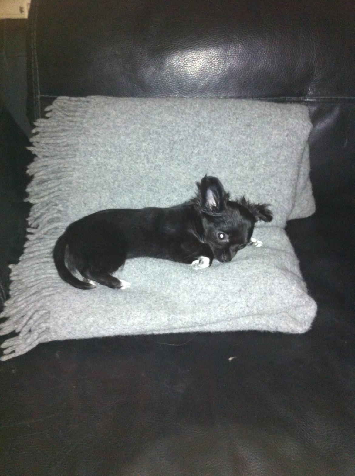 Chihuahua Snookie billede 8