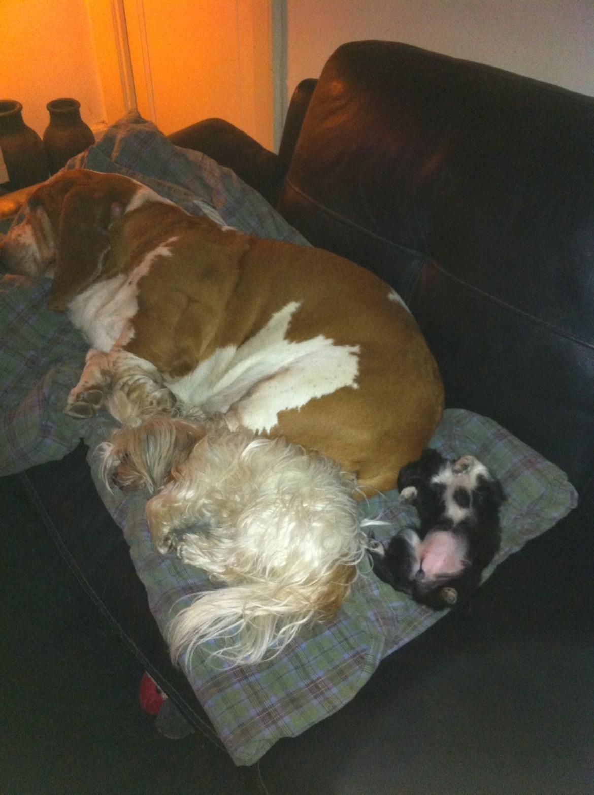 Chihuahua Snookie billede 9