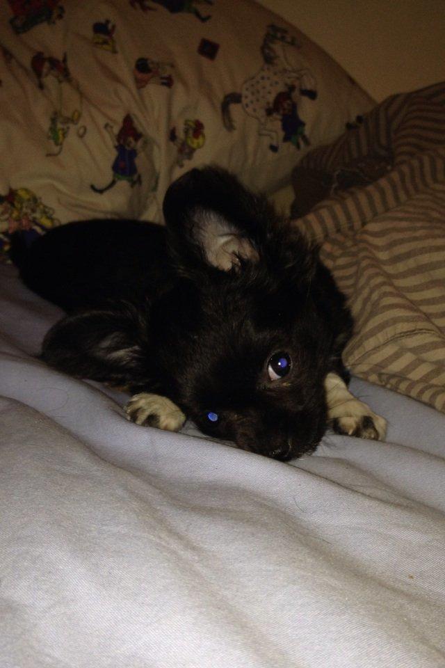 Chihuahua Snookie billede 10