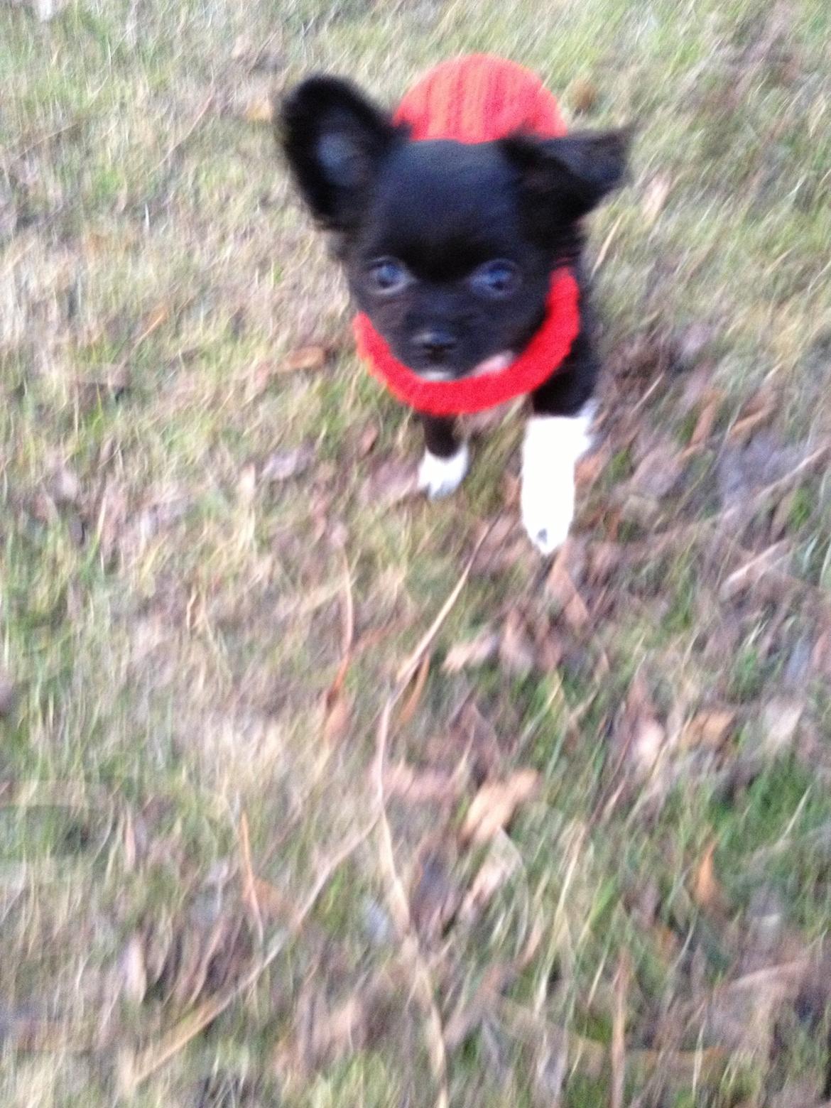 Chihuahua Snookie billede 11