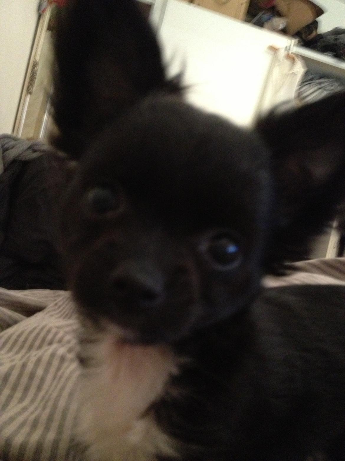 Chihuahua Snookie billede 13