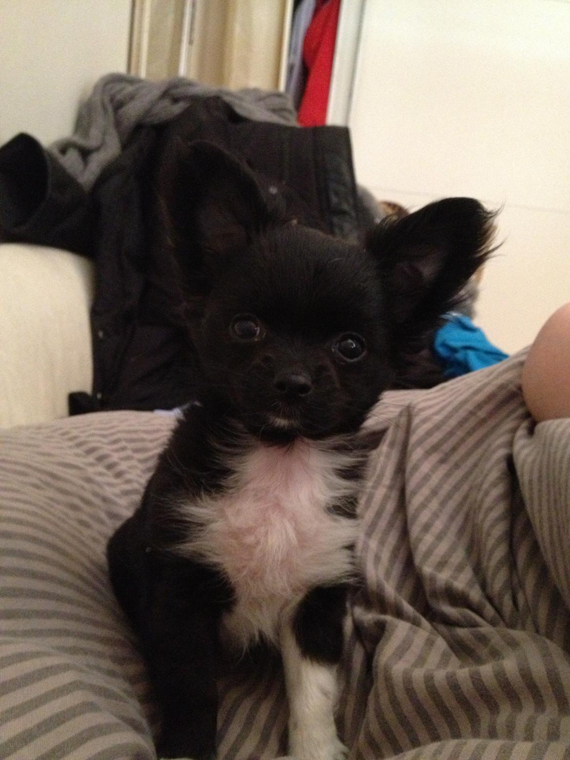 Chihuahua Snookie billede 14