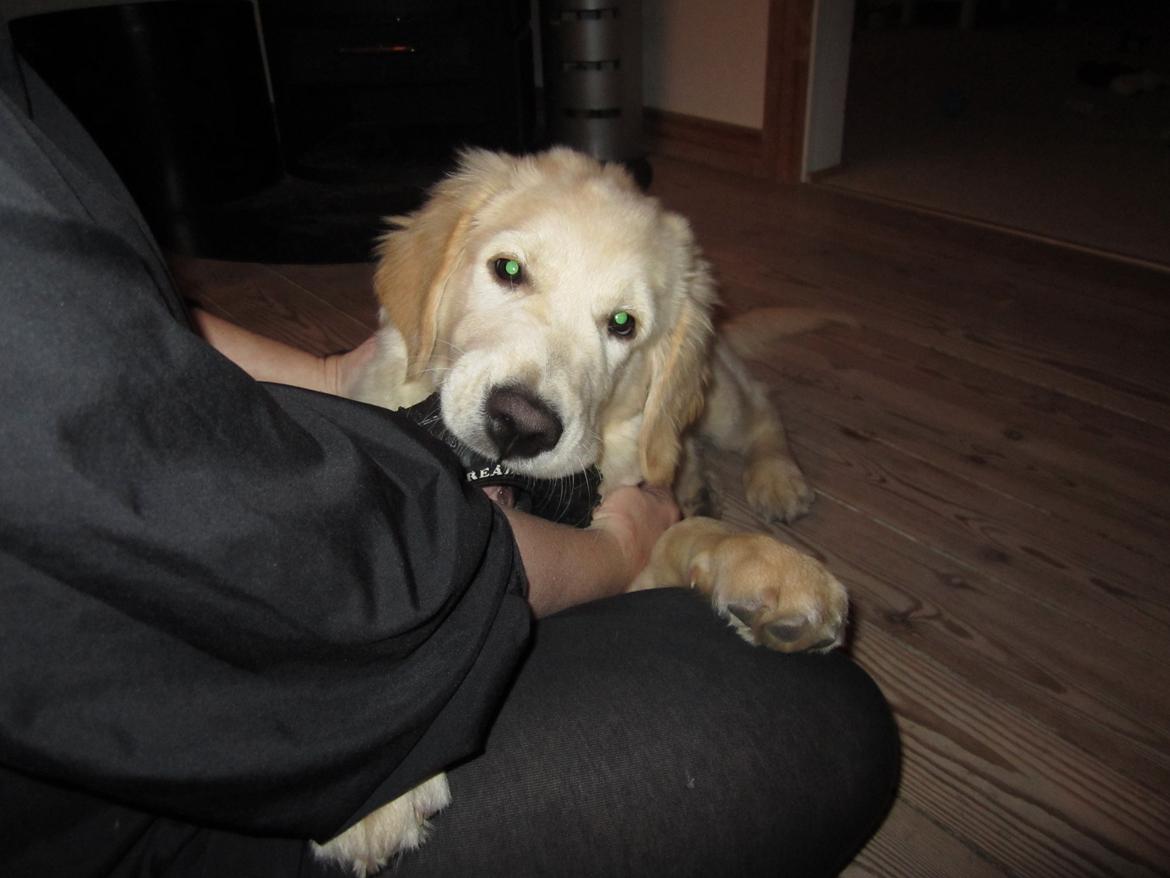 Golden retriever Gizmo billede 1