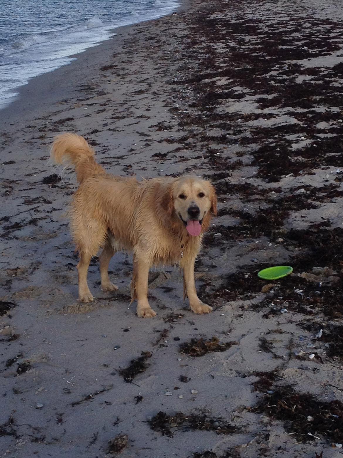 Golden retriever Gizmo - Kast den nu bare igen! Jeg er klar. billede 18