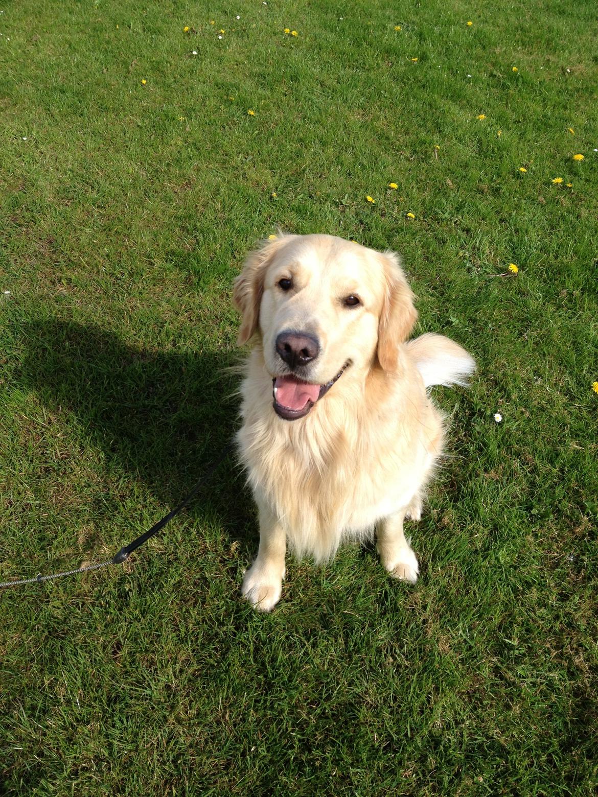 Golden retriever Gizmo billede 19