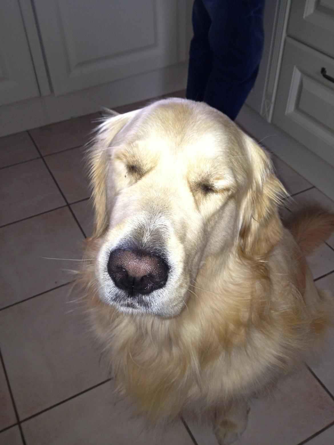 Golden retriever Gizmo - Den er skarp den der blitz, den er. billede 20