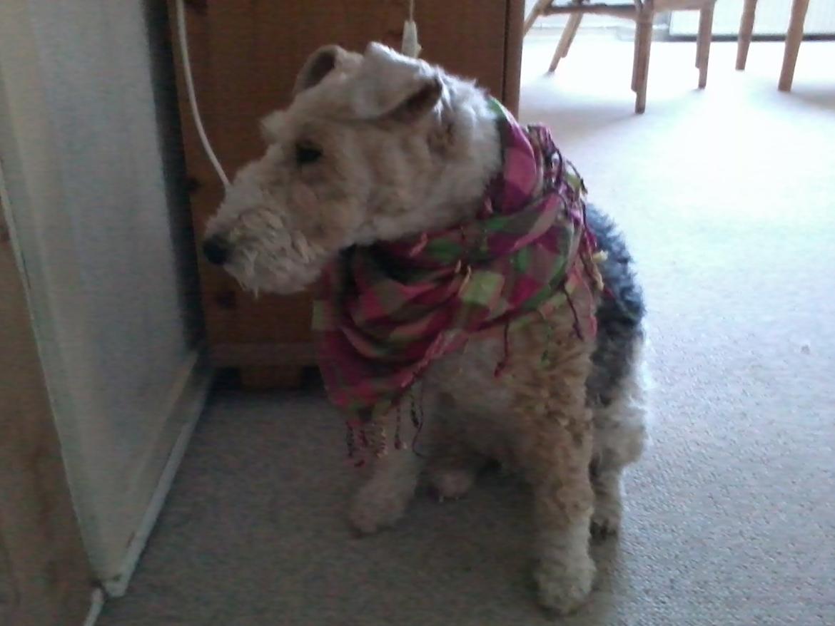 Ruhåret foxterrier <3 Lola <3 - Så er man lige blevet til en COWBOY ! Sider mega Fint ;-)) billede 4