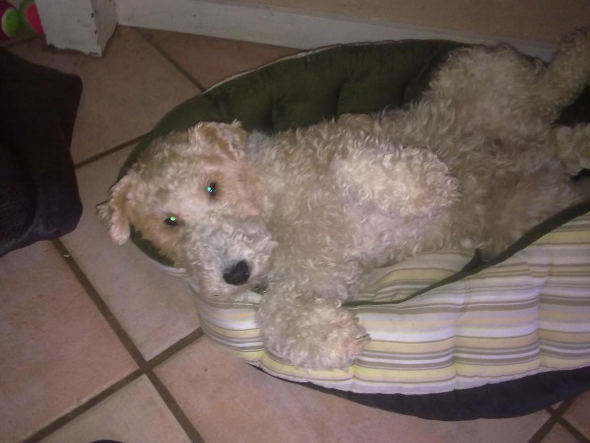 Ruhåret foxterrier <3 Lola <3 - Klø mig inden jeg sover. I Min Kurv :-)Pleas billede 5