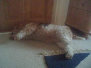 Ruhåret foxterrier <3 Lola <3 - Sweet Buffoonery lothlorien. Sover tungt !:-) billede 7