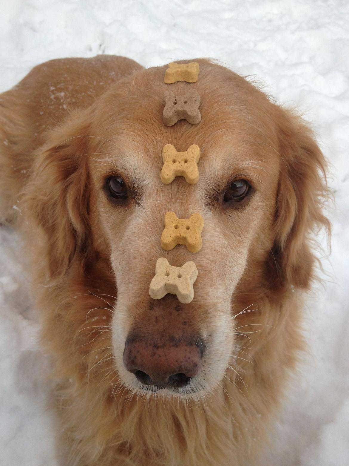 Golden retriever Buller (Bullerfis) (himmelhund) - Buller der tænker: "Stop nu... det er ikke sjovt..." billede 2