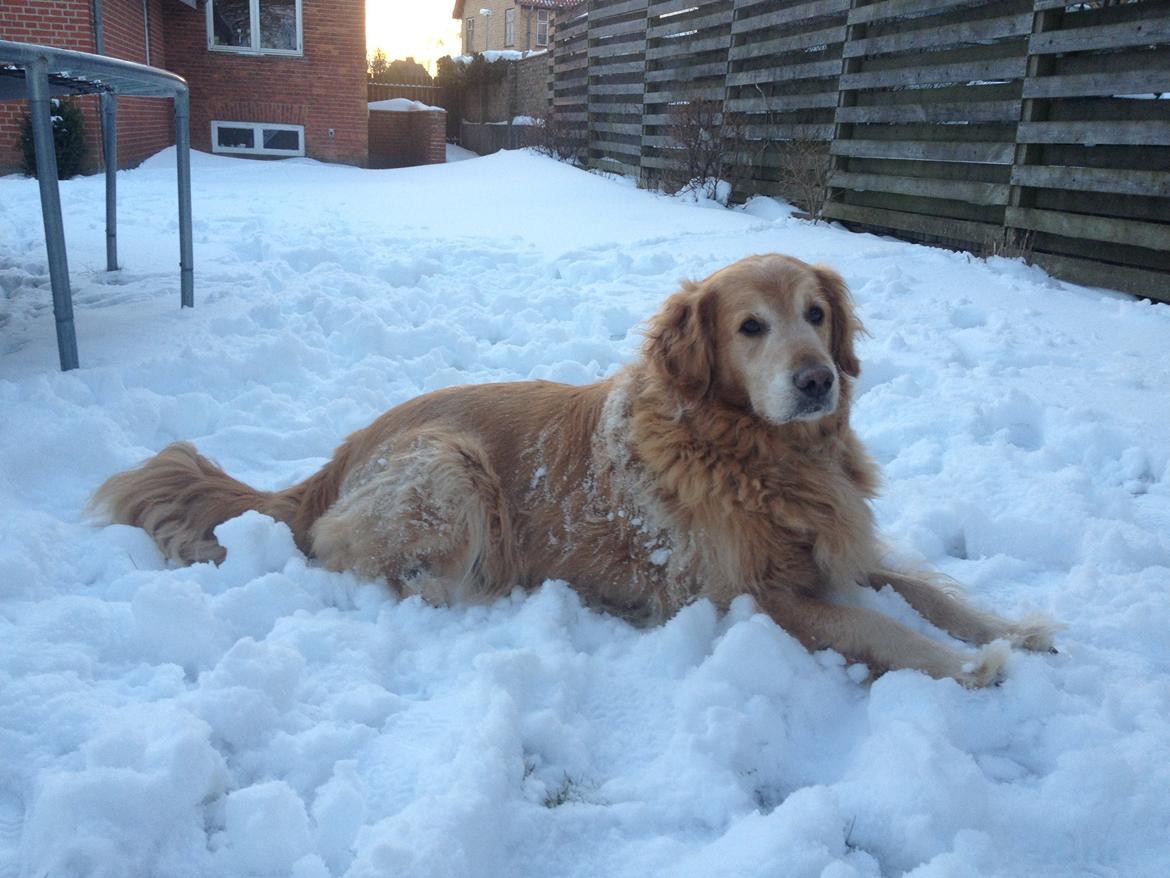 Golden retriever Buller (Bullerfis) (himmelhund) - Hyggelig eftermiddag i haven <3 billede 3