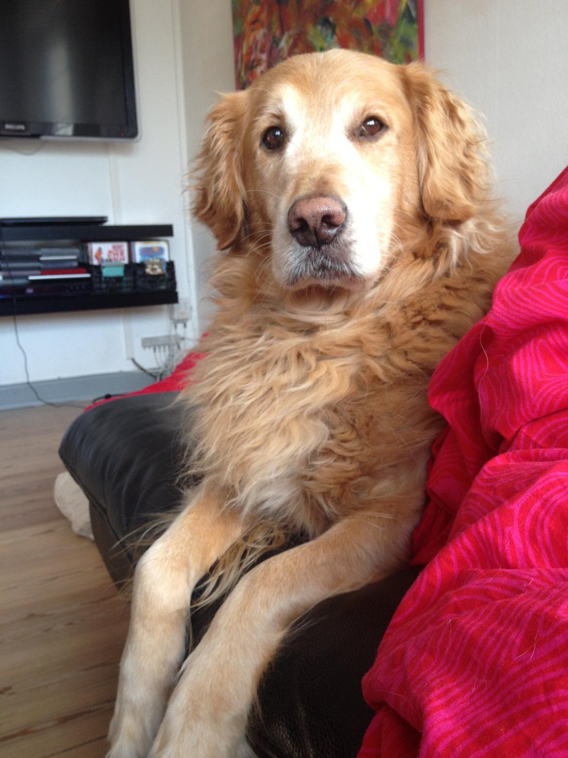 Golden retriever Buller (Bullerfis) (himmelhund) - Buller i sofaen...igen...ups billede 4