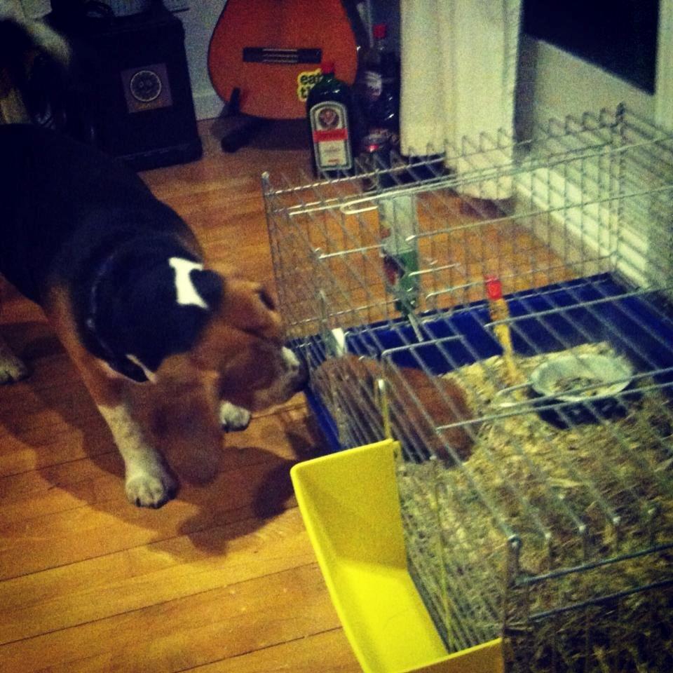 Beagle Bobby - Bobby og mit marsvin Egon er bedste venner, og der er altid lige en der får en kys når Bobby passerer buret :-) billede 18