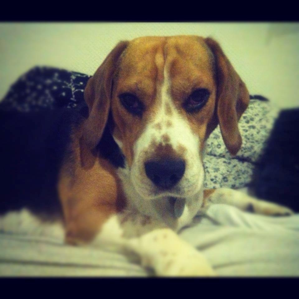 Beagle Bobby billede 19