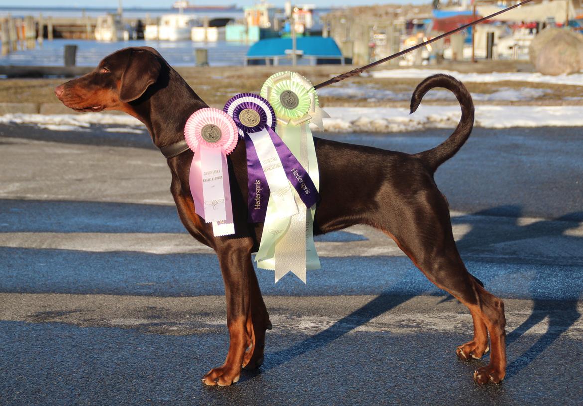 Dobermann DKKV13 AJW13 LUCH Proud Danish Flying Indian Girl - Malmø Int Cacib 2013 
SL 1, BIR Hvalp og BIS 4 af alle racer billede 23