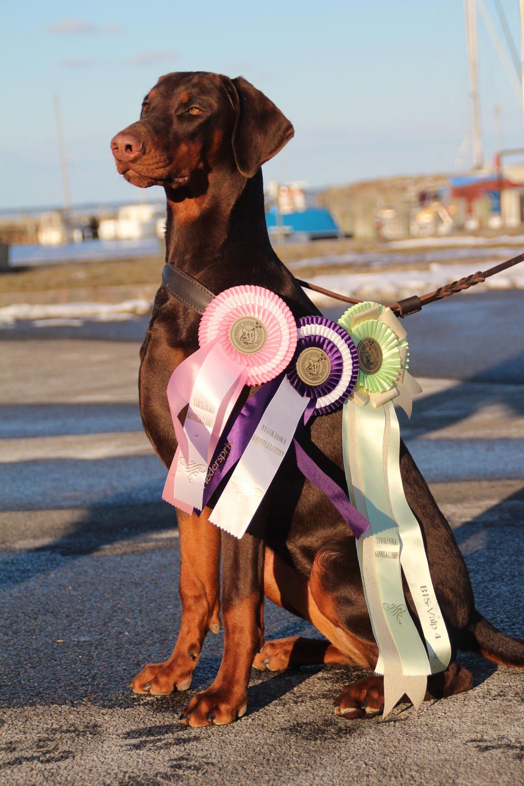 Dobermann DKKV13 AJW13 LUCH Proud Danish Flying Indian Girl - Malmø Int Cacib 2013 
SL 1, BIR Hvalp og BIS 4 af alle racer billede 22