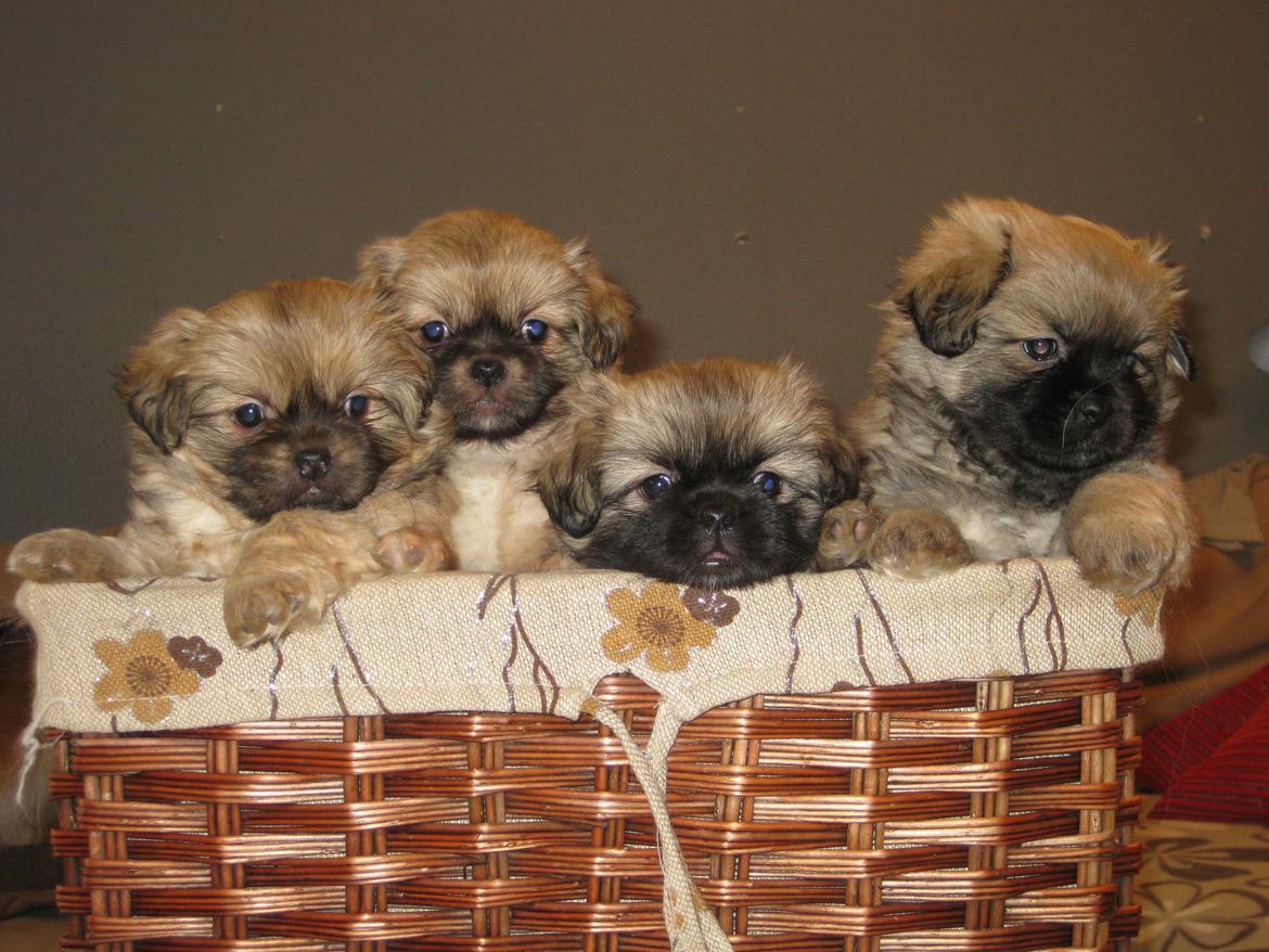 Tibetansk spaniel Chulo's Somba - Mig og mine søskende billede 2