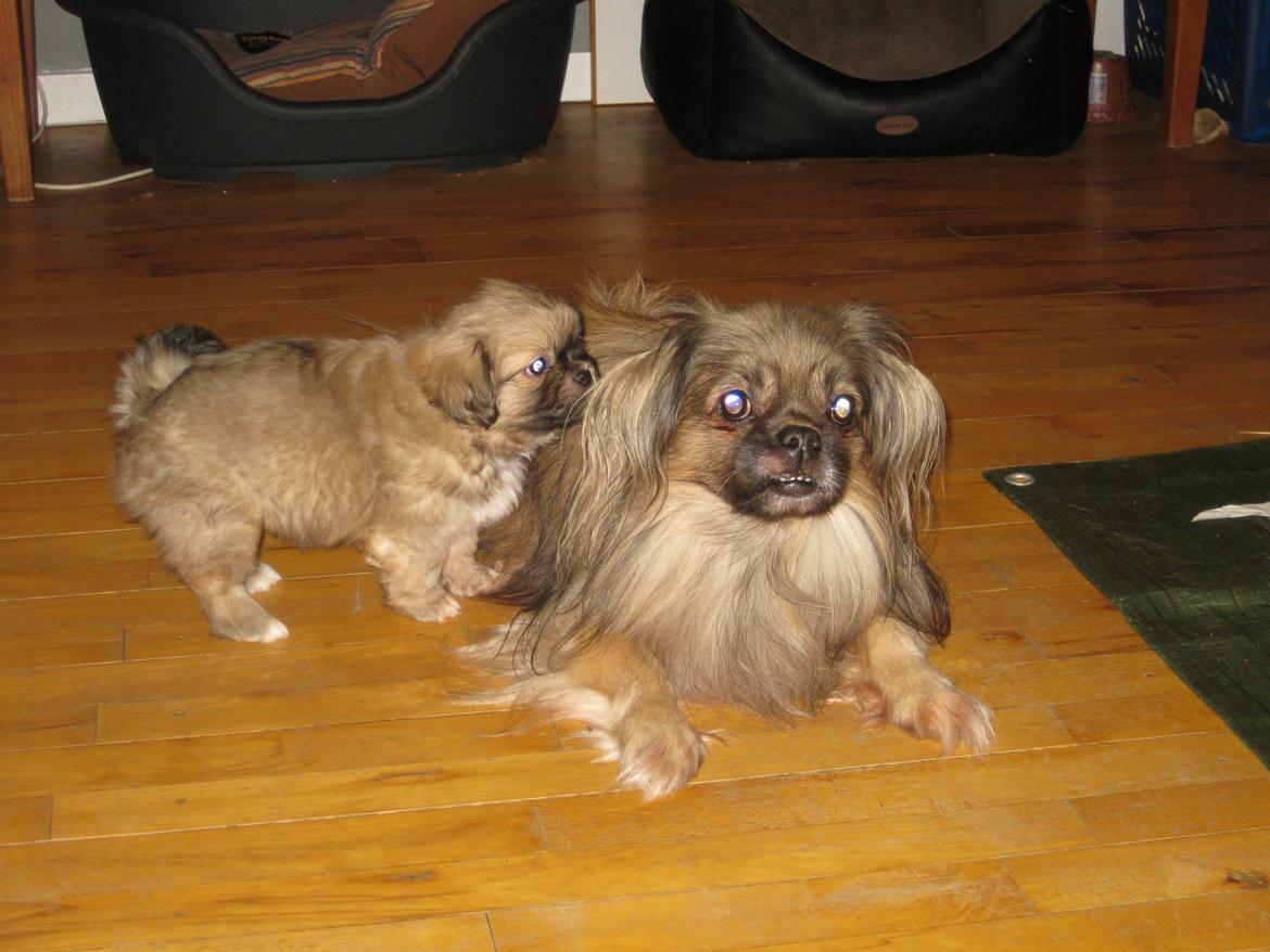 Tibetansk spaniel Chulo's Somba - Jeg forsøger lige at spise min far billede 3