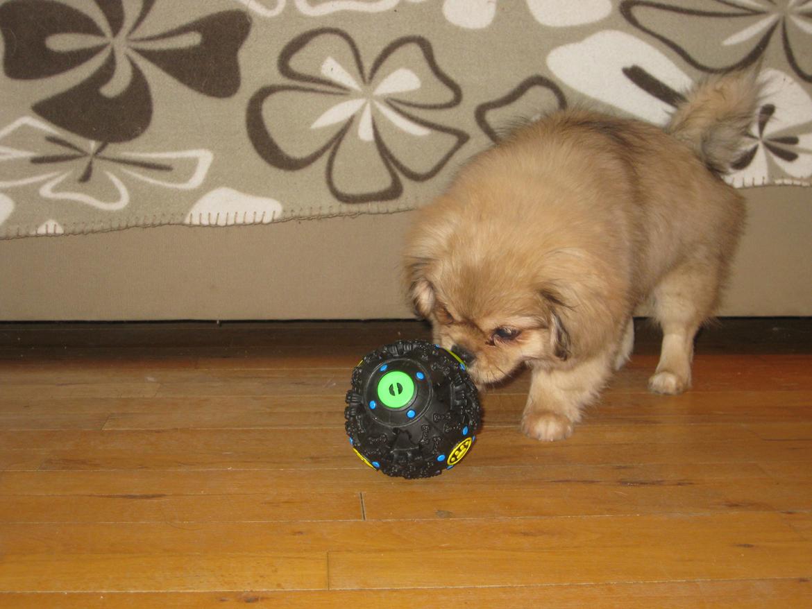 Tibetansk spaniel Chulo's Somba billede 1