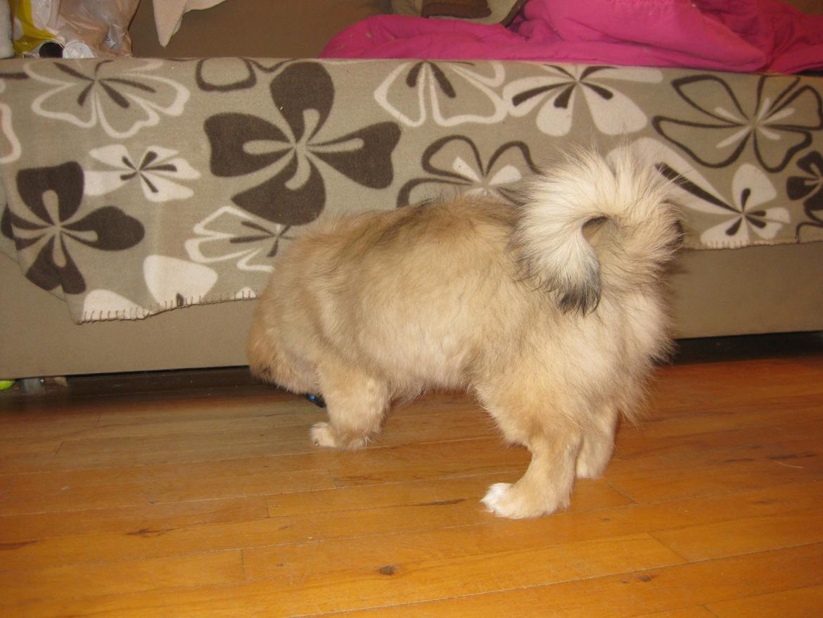 Tibetansk spaniel Chulo's Somba billede 4