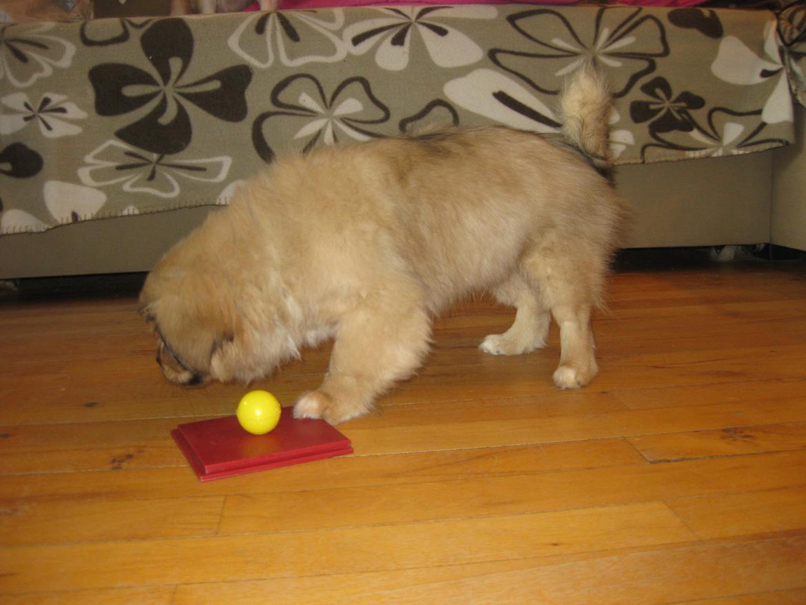 Tibetansk spaniel Chulo's Somba billede 5