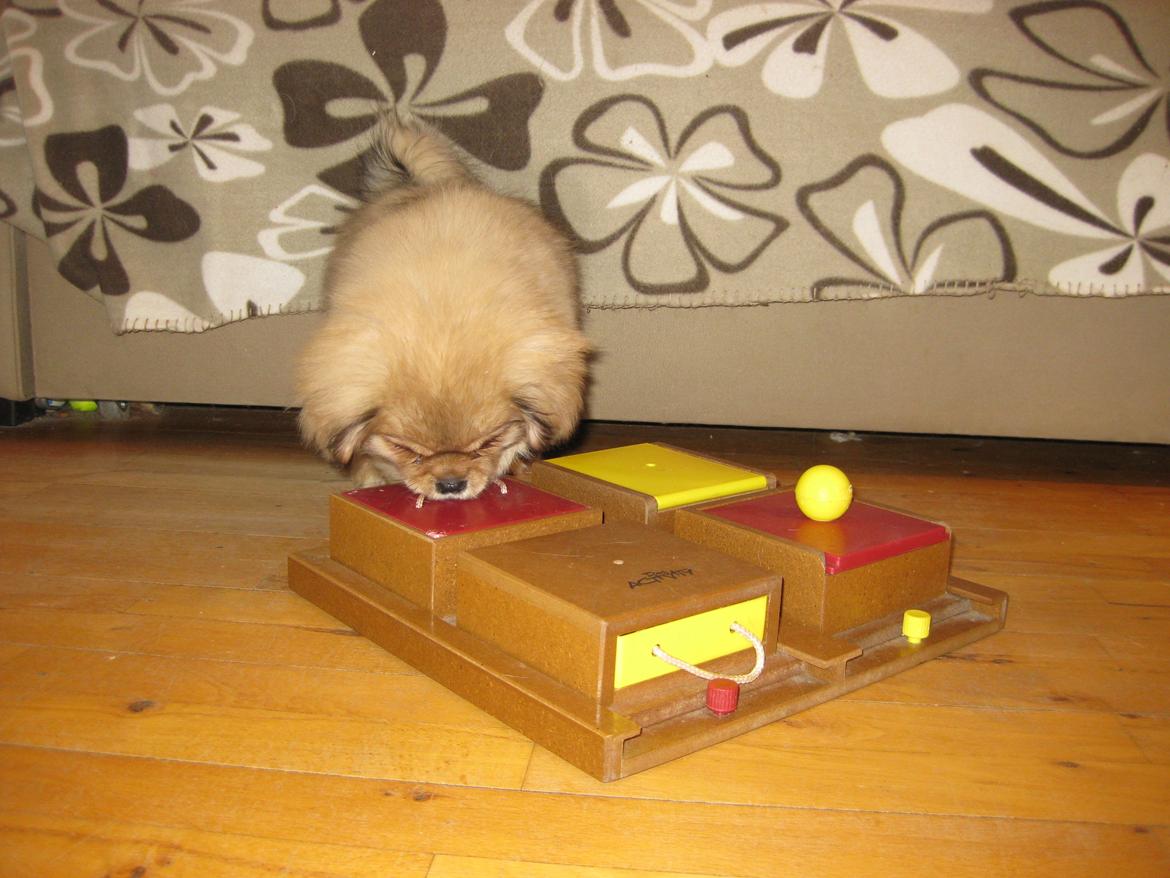 Tibetansk spaniel Chulo's Somba billede 6