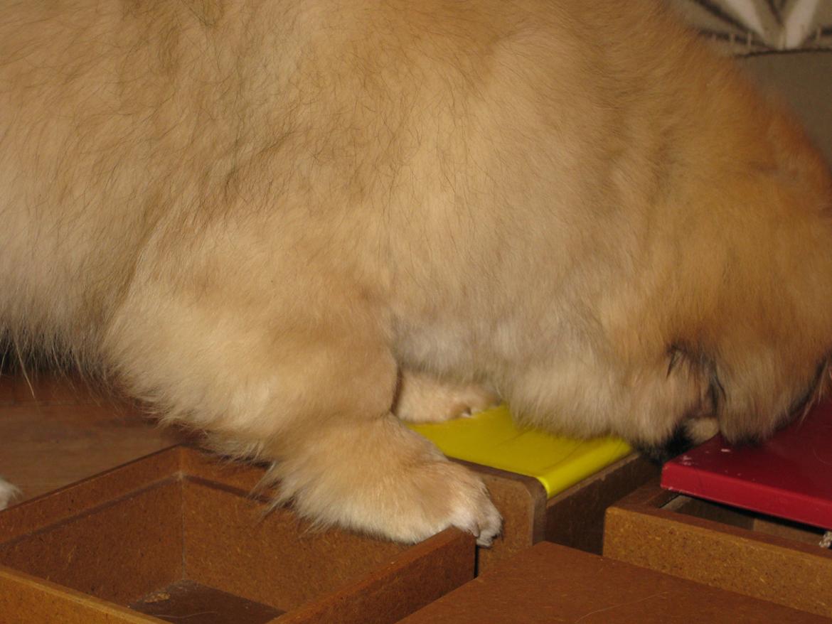 Tibetansk spaniel Chulo's Somba billede 7