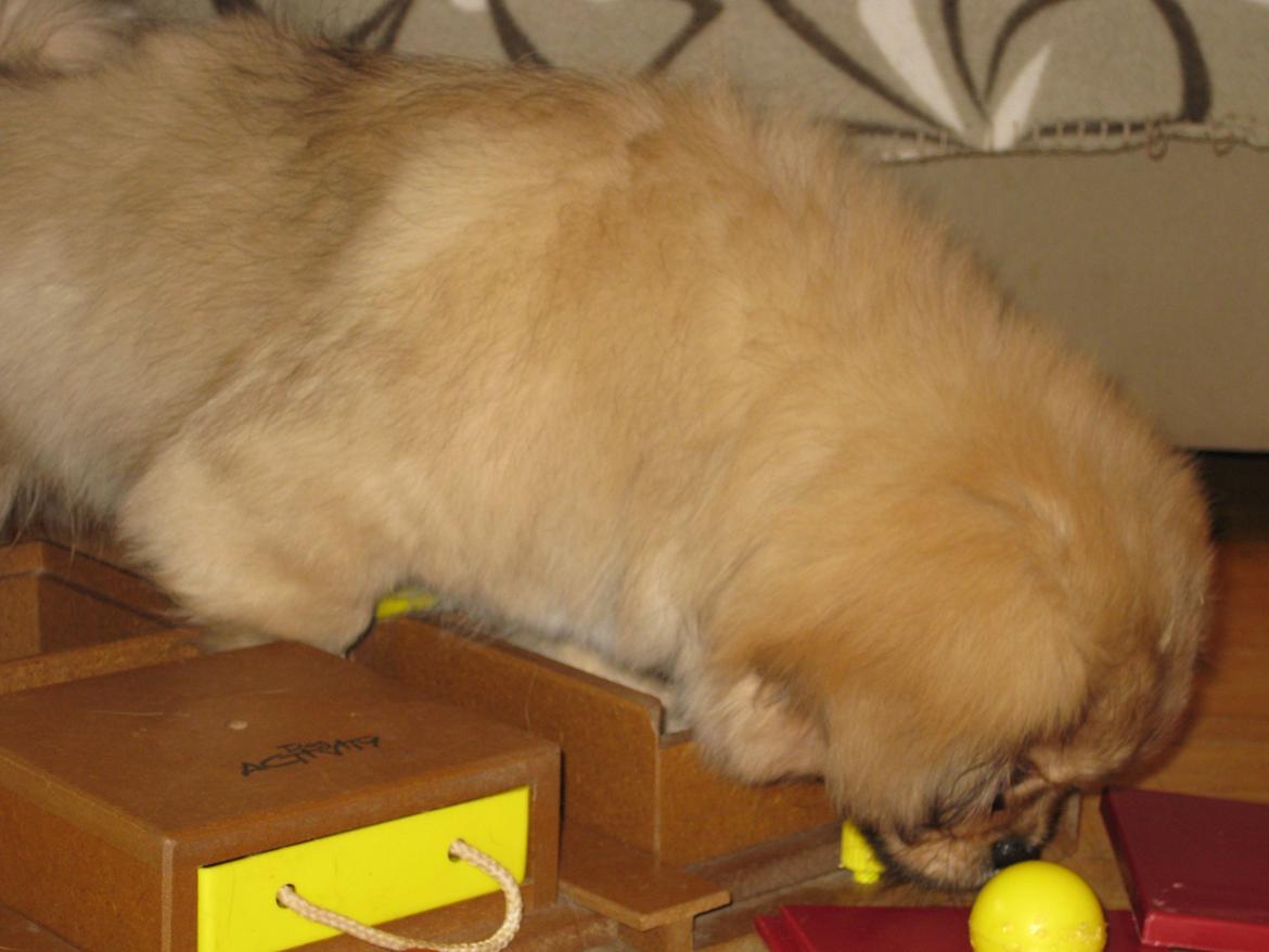 Tibetansk spaniel Chulo's Somba billede 8