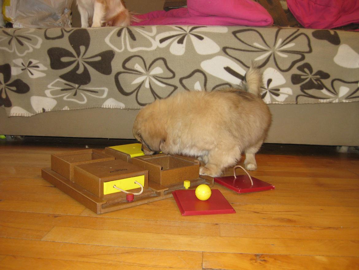 Tibetansk spaniel Chulo's Somba billede 9