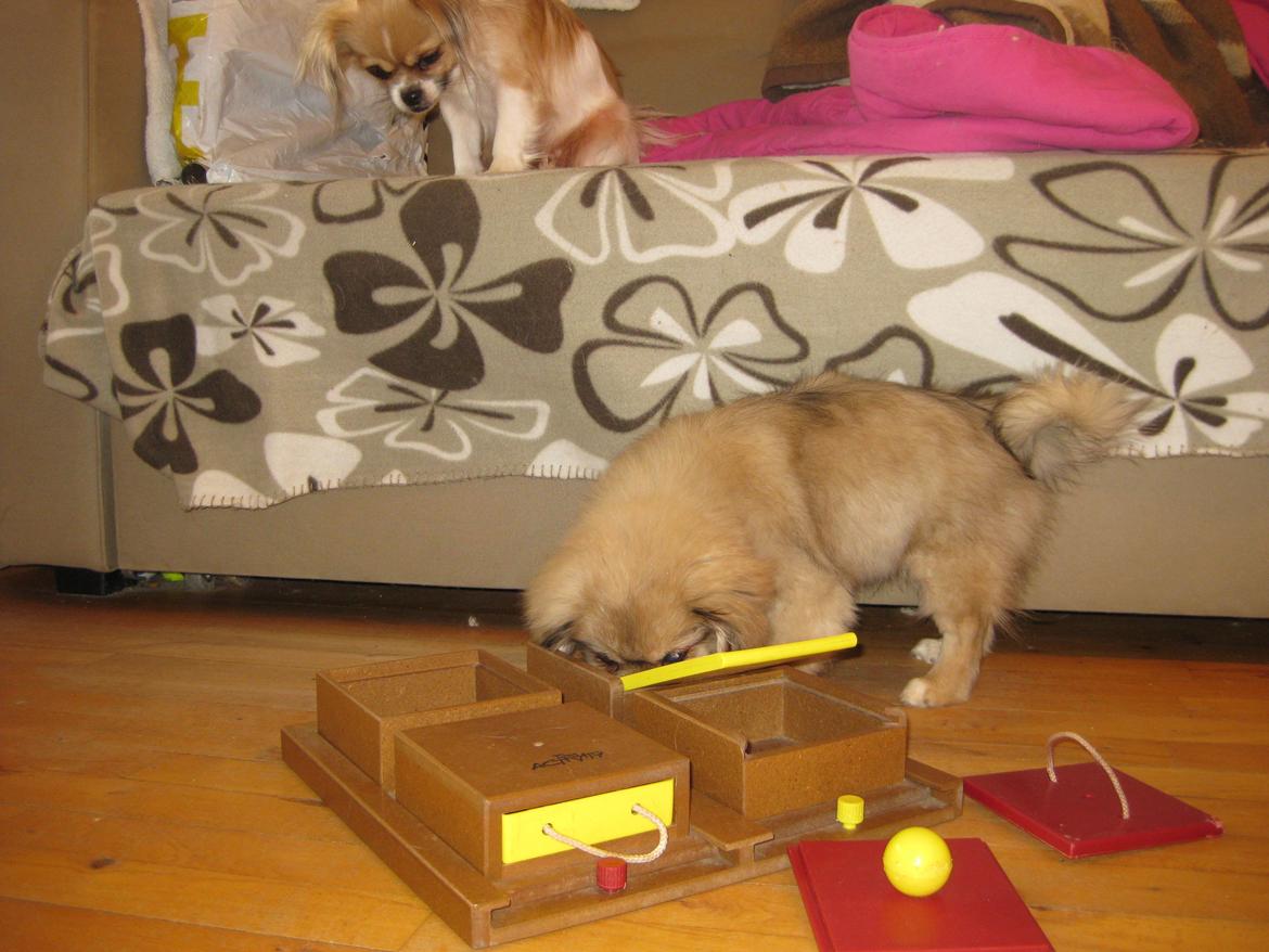 Tibetansk spaniel Chulo's Somba billede 10